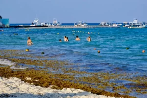 Casi 400 toneladas de sargazo recolectadas en Playa del Carmen en 2025