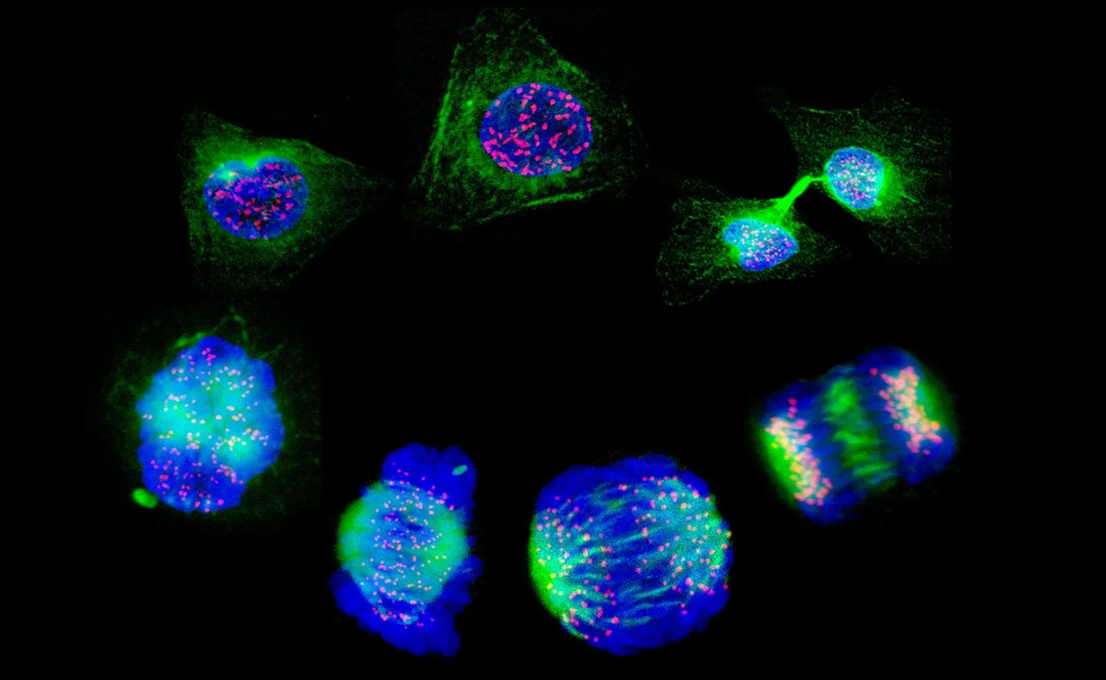 Cientificos logran rejuvenecen 30 anos las celulas de la piel de una mujer de 53 anos