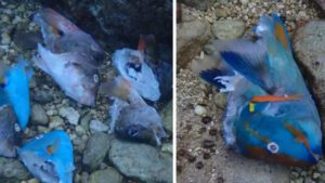 Denuncian ecocidio por muerte de peces loro en Cozumel