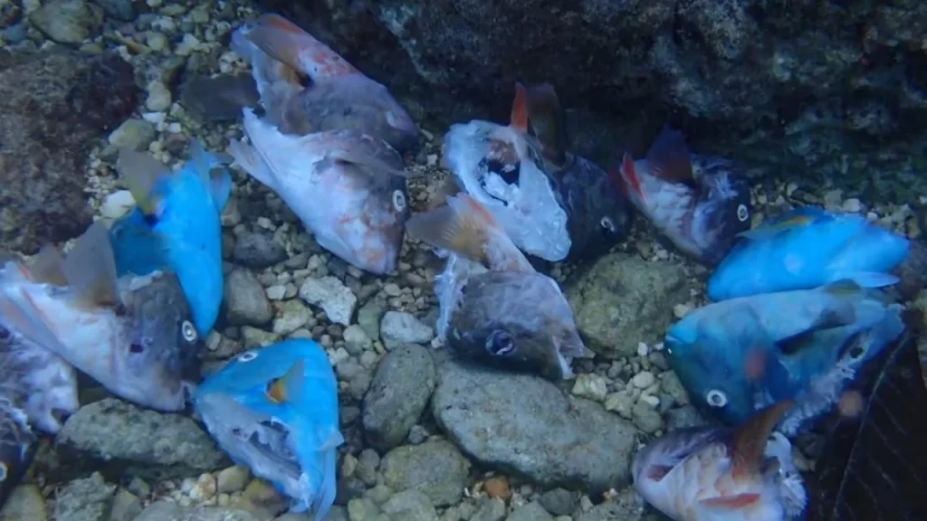 Denuncian ecocidio por muerte de peces loro en Cozumel