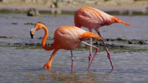 Flamencos regresan a Punta Sur en Cozumel