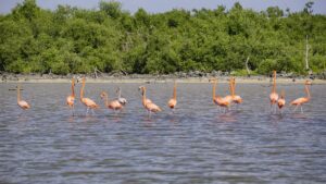 Flamencos regresan a Punta Sur en Cozumel