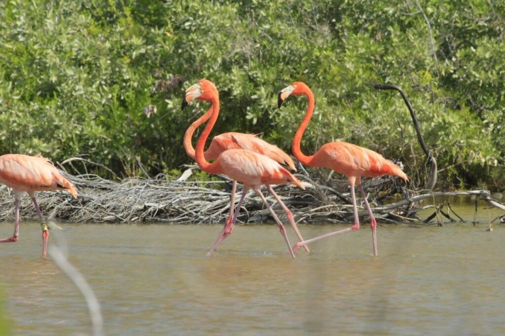 Flamencos regresan a Punta Sur en Cozumel