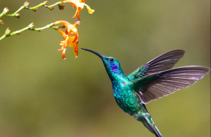 Hasta 9 años de cárcel por maltrato o captura de colibríes en México