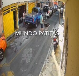 Perrito es atacado con una navaja mientras lo paseaba su dueño