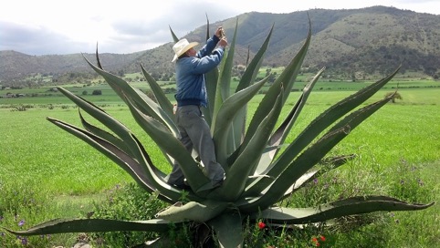 Investigación sobre el maguey en Hidalgo gana premio de la Academia Mexicana de Ciencias