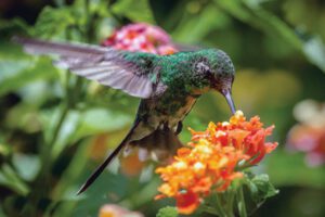 Hasta 9 años de cárcel por maltrato o captura de colibríes en México