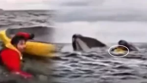 el video de como un joven en kayak es engullido por una ballena