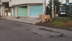 León escapa de refugio y causa alarma en Ocoyoacac