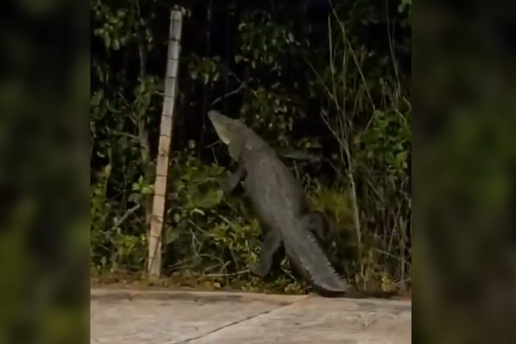 Captan a gran cocodrilo intentando entrar a mangle en Malecón Tajamar de Cancún