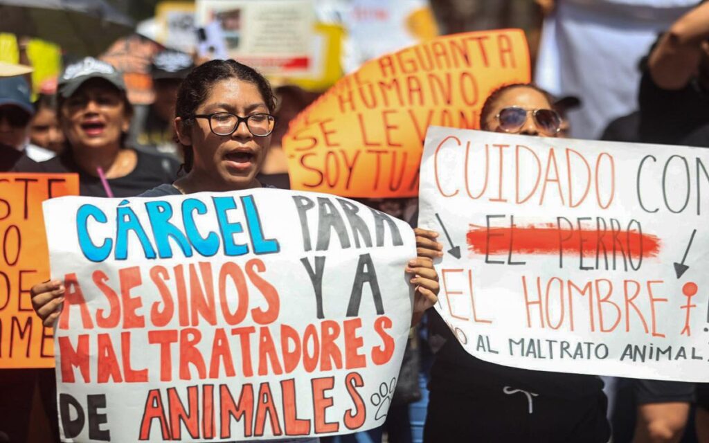 Fecha de la marcha en Cancún contra el maltrato animal