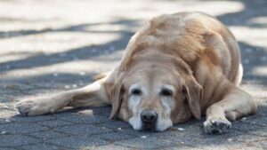 ¿Cómo prevenir y tratar un golpe de calor en perros?