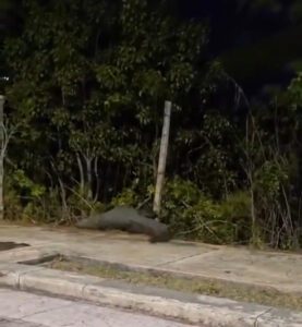 Captan a gran cocodrilo intentando entrar a mangle en Malecón Tajamar de Cancún