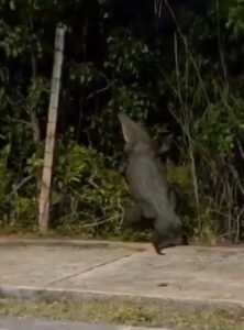 Captan a gran cocodrilo intentando entrar a mangle en Malecón Tajamar de Cancún