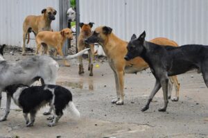 Iniciativa de cuidado animal en manos del Congreso de Quintana Roo