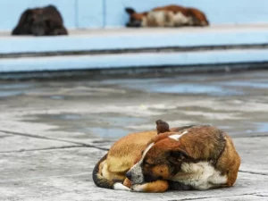 Iniciativa de cuidado animal en manos del Congreso de Quintana Roo2