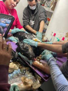 Perrita fue arrojada a un recipiente con chapapote con las patas atadas 