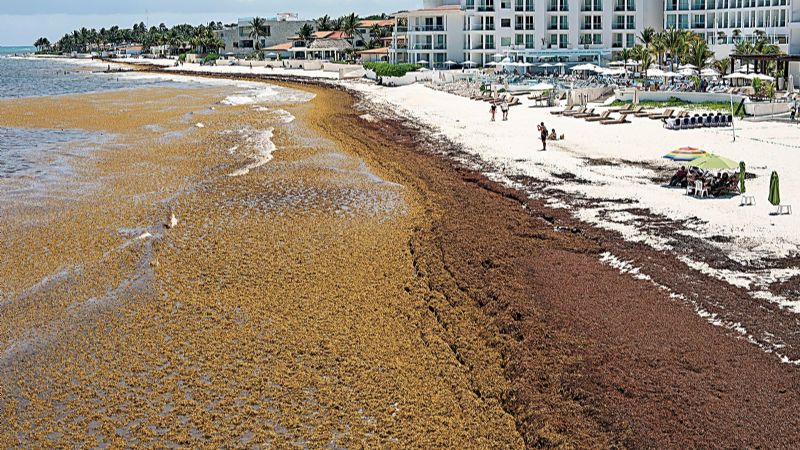 ¿Qué provoca el arribo de sargazo a las costas del Caribe Mexicano?