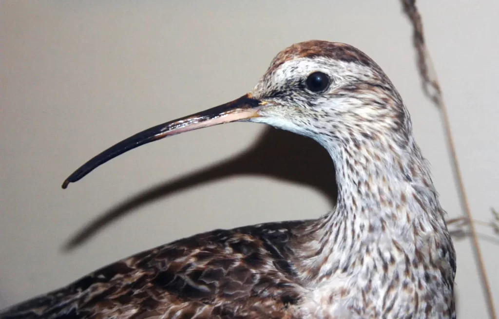 numenius borealis 28eskimo curlew29 2