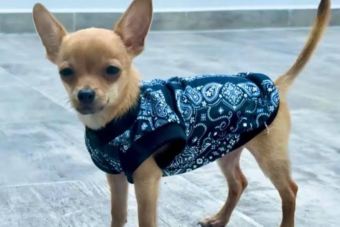Maltrato animal en Quintana Roo