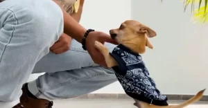 Maltrato Animal en Quintana Roo 1