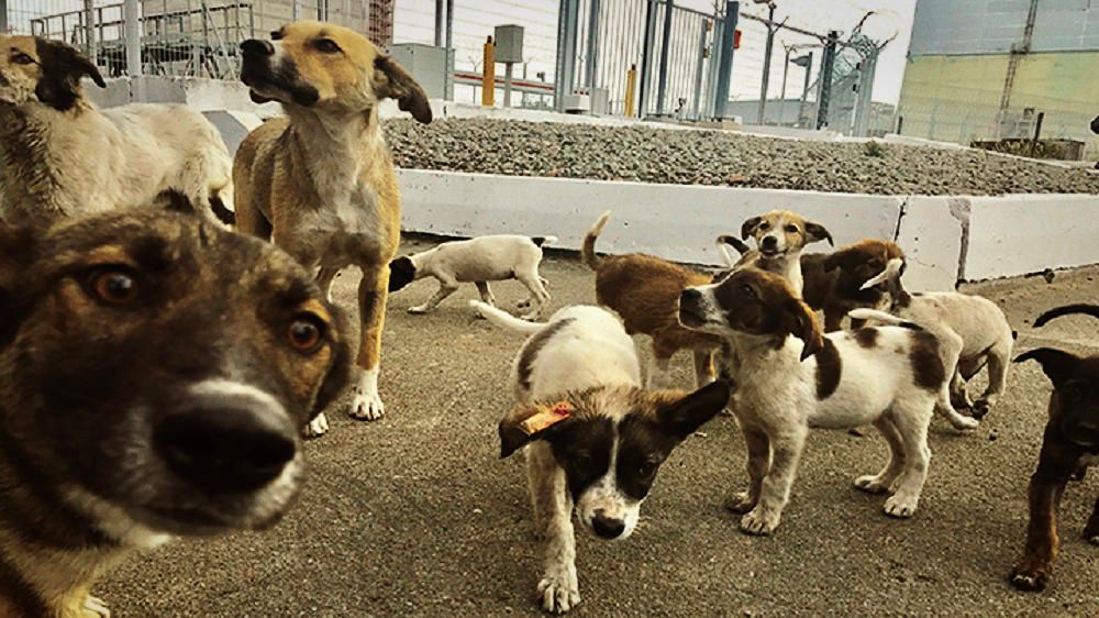 Perros de Chernobyl sorprenden con adaptación genética a la radiación extrema