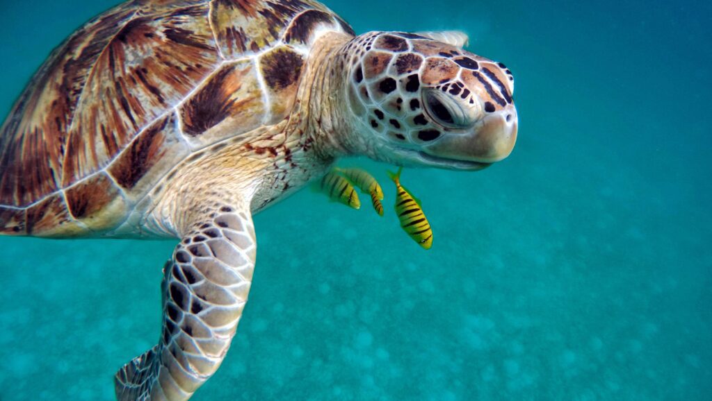 ¿Por qué se celebra el Día Mundial de la Tortuga cada 23 de mayo? Esto debes saber