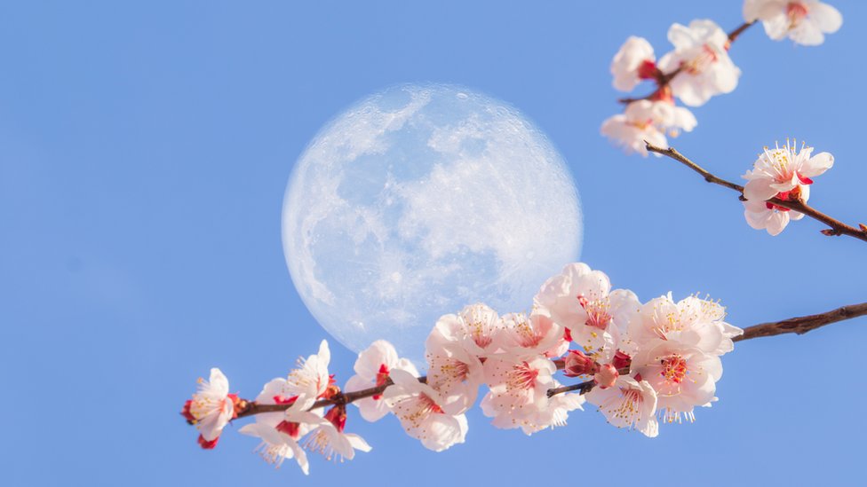 Luna de Flores iluminará el cielo de México en mayo 2025