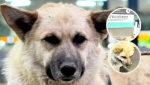 Perrito enfermo es abandonado en aeropuerto de CDMX