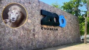 Muere “El Rey”,  león blanco por presunto maltrato en zoológico de Culiacán