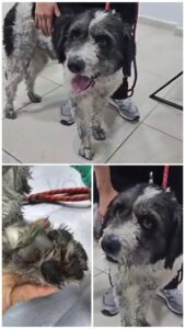 Fénix, el perrito que sobrevivió a fuertes bombas molotov en Puebla 