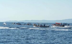 Nadar con orcas se sale de control en Baja California Sur 