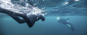Nadar con orcas se sale de control en Baja California Sur 
