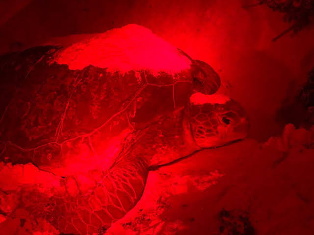 Campamento tortuguero de Cozumel