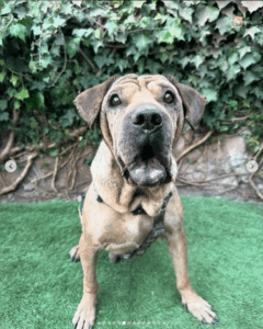 Viejito, el perrito sin cola ni pata que tiene esperanza de un hogar 