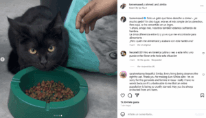 Niño encuentra comida para su gatito en medio de la guerra en Gaza y se vuelve viral