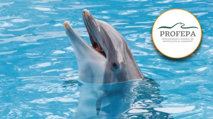 Delfinarios en Quintana Roo