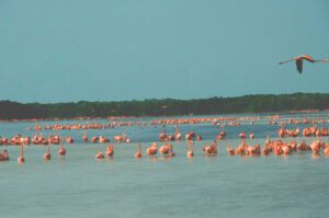 Flamingos en Punta Cocos en Holbox 1
