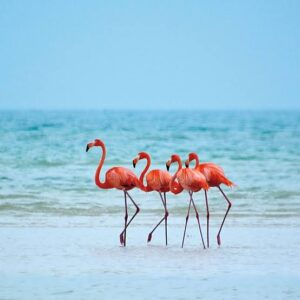 Flamingos en Punta Cocos en Holbox 2