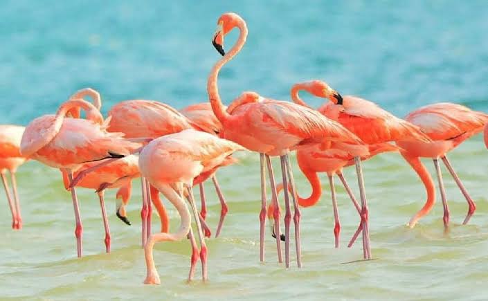 Flamingos en Punta Cocos en Holbox 77 1