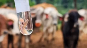 Preocupa nuevo caso de gusano barrenador en Chiapas