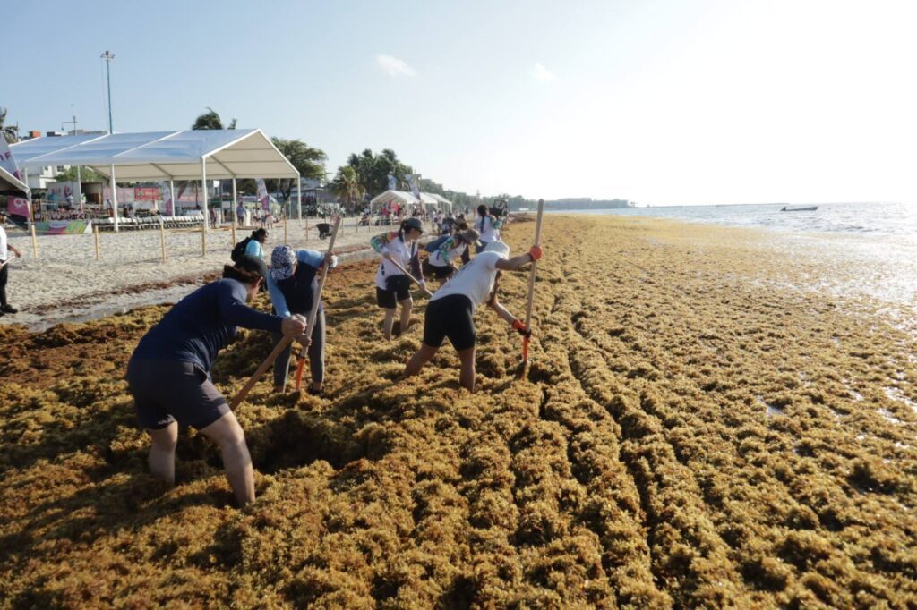 Emergencia por sargazo en el Caribe: Proponen financiar atención con Derecho de No Residente