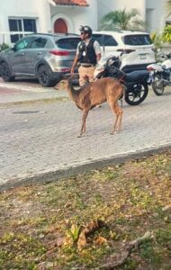 Atropellan a venado en Playa del Carmen; el ejemplar recibe atención médica