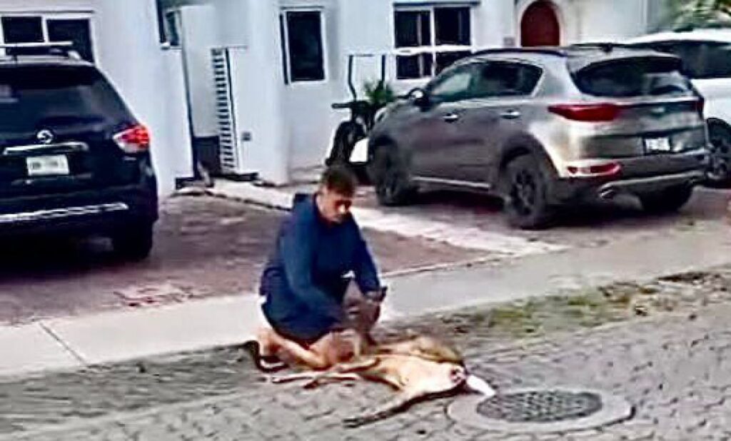 Atropellan a venado en Playa del Carmen; el ejemplar recibe atención médica