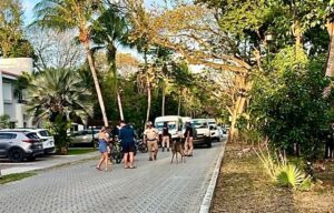 Atropellan a venado en Playa del Carmen; el ejemplar recibe atención médica