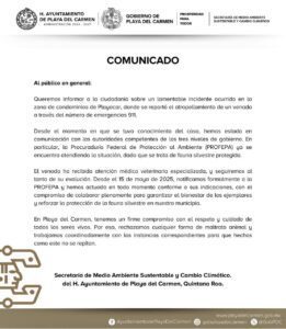 Atropellan a venado en Playa del Carmen; el ejemplar recibe atención médica