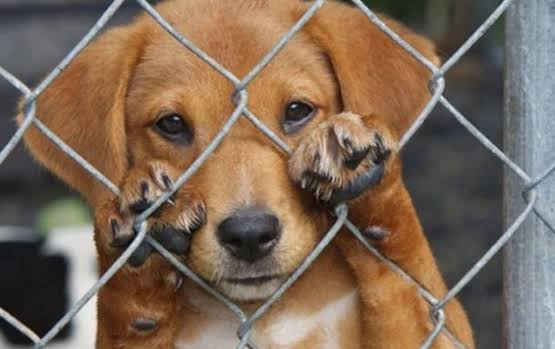7 carpetas de investigación por maltrato animal en Quintana Roo