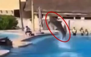 Profepa clausura definitivamente el Delfinario del Hotel Barceló