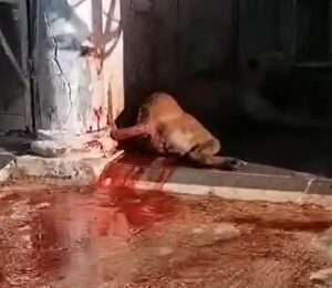 Maltrato Animal en Cancun 99