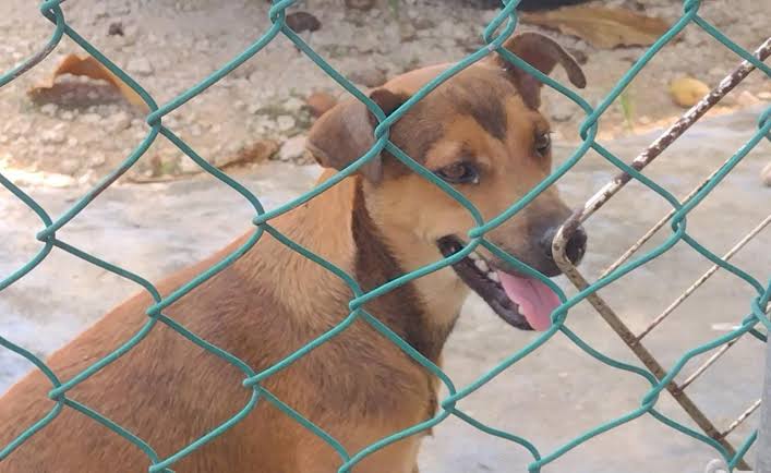 Maltrato animal en Cancún